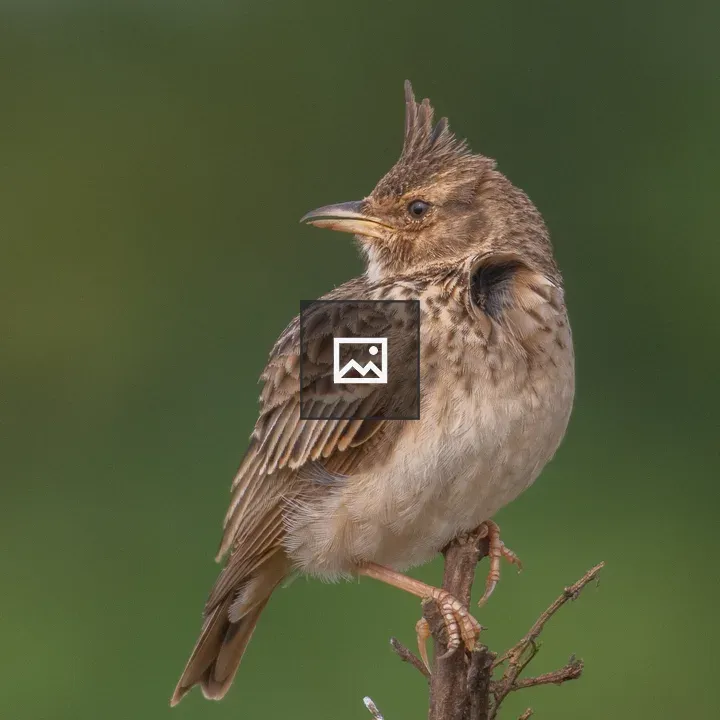 Crested Lark on a Branch