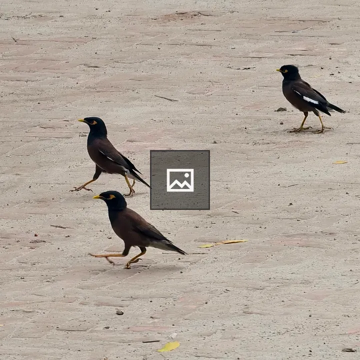 Three Brown Birds Walk Across Pavement