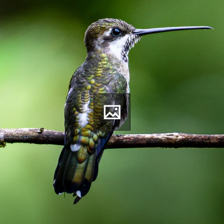 Colibri perched on a branch