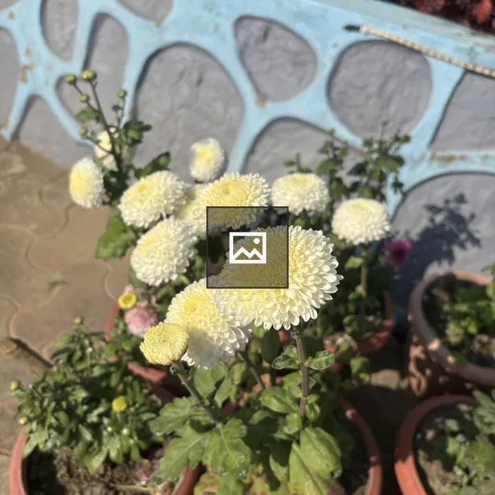 Vibrant white flowers in pots