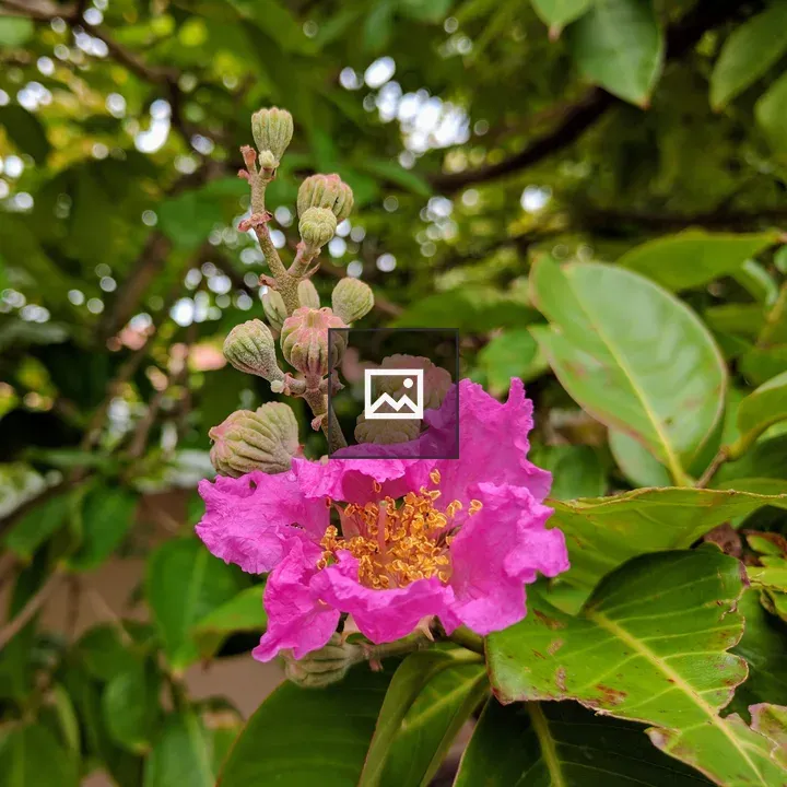 Queen's Crape Myrtle Tree