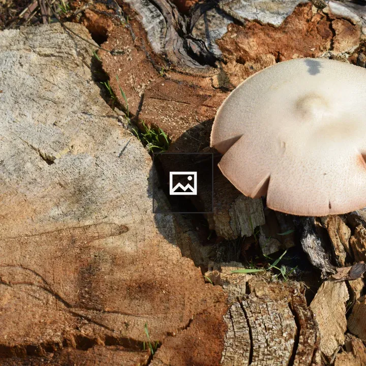 Mushroom on a Cut Tree