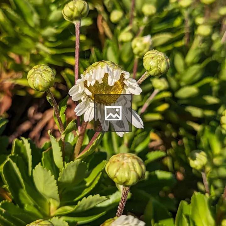 White and Yellow Flower Buds