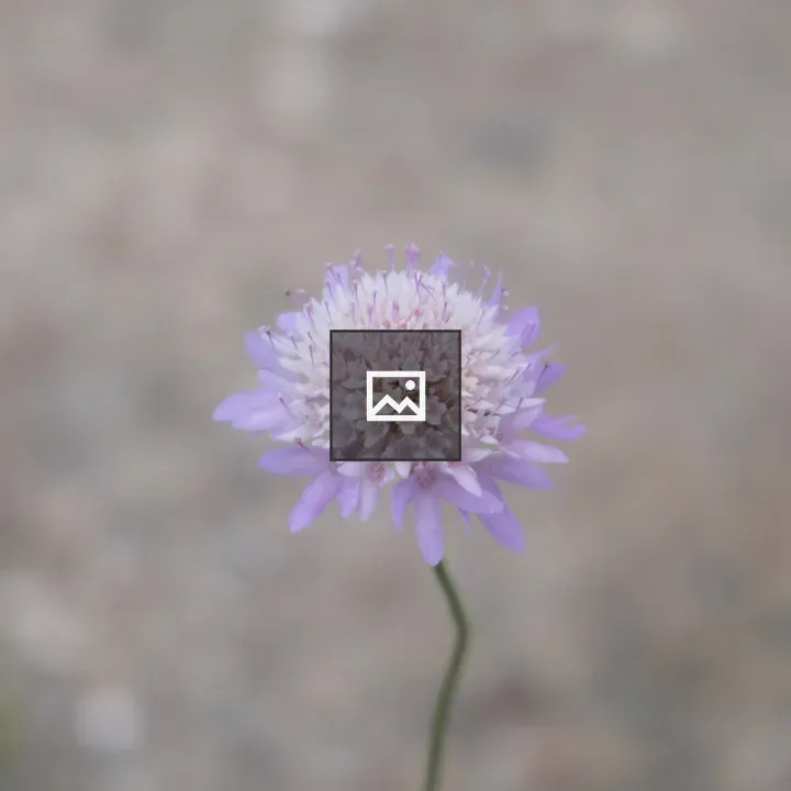 Mournful Widow Flower Close-up