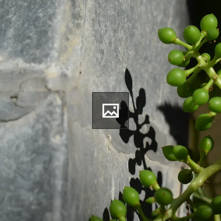 Close-up Plant Buds on Stone