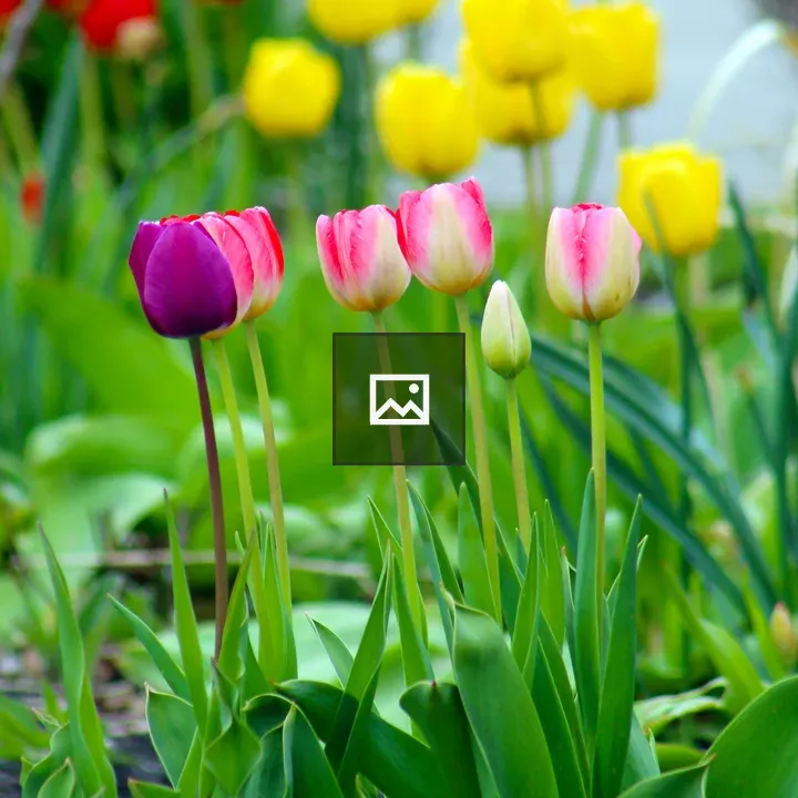 Multi-colored Tulips
