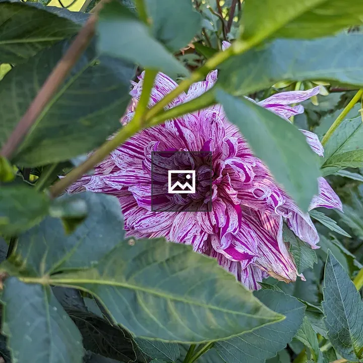 Purple Flower Hiding Behind Leaves