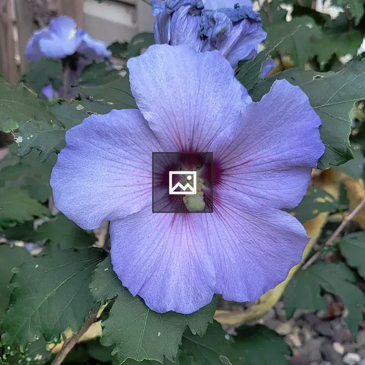 Rose of Sharon flower