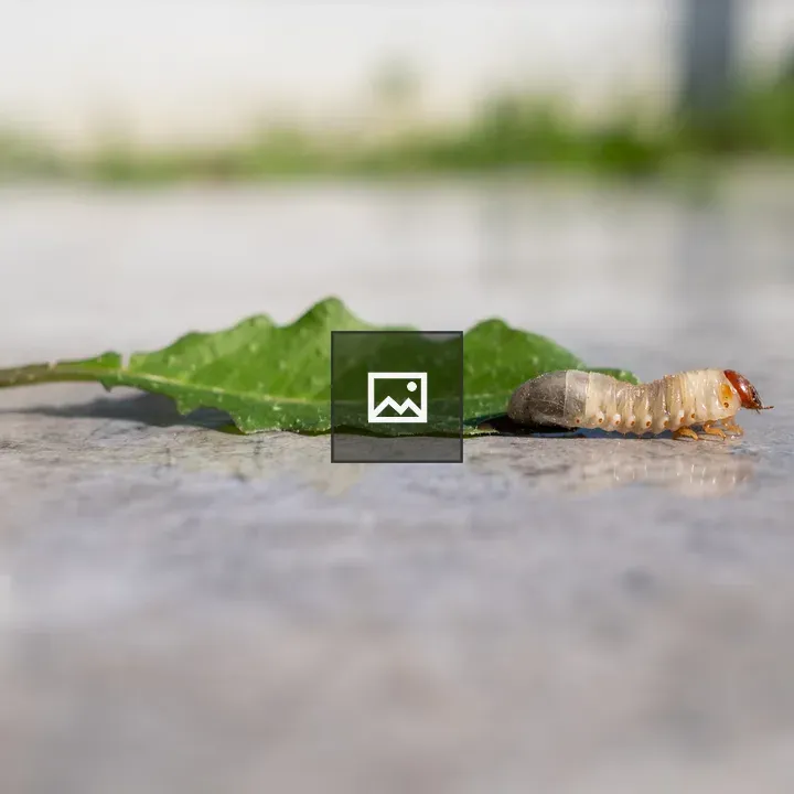 Grub Worm Beside a Leaf