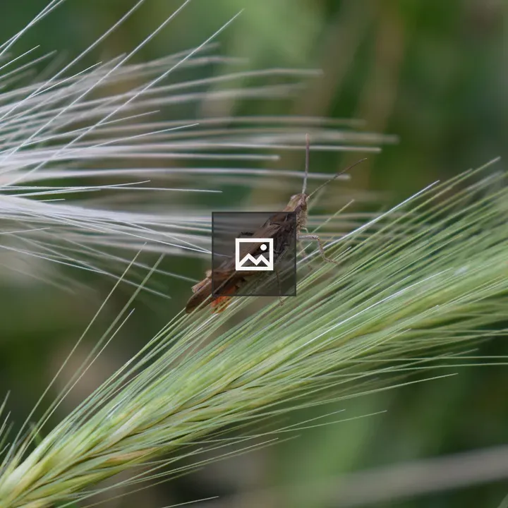 Brown Grasshopper on Grass
