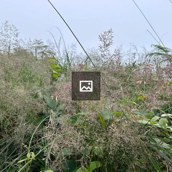 Closeup of Greenery