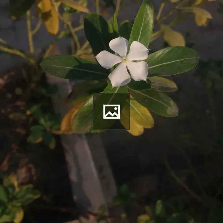White five-petal flower