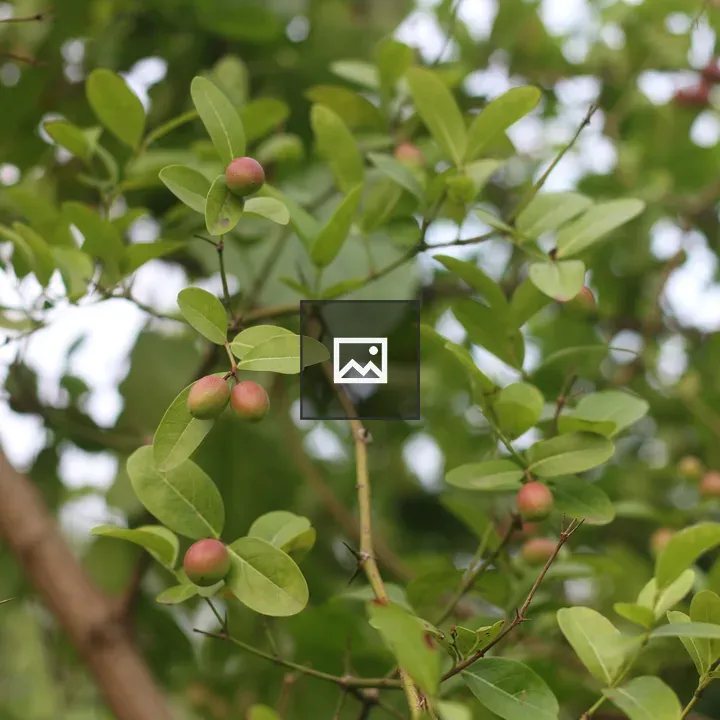 Carissa carandas fruits on branches