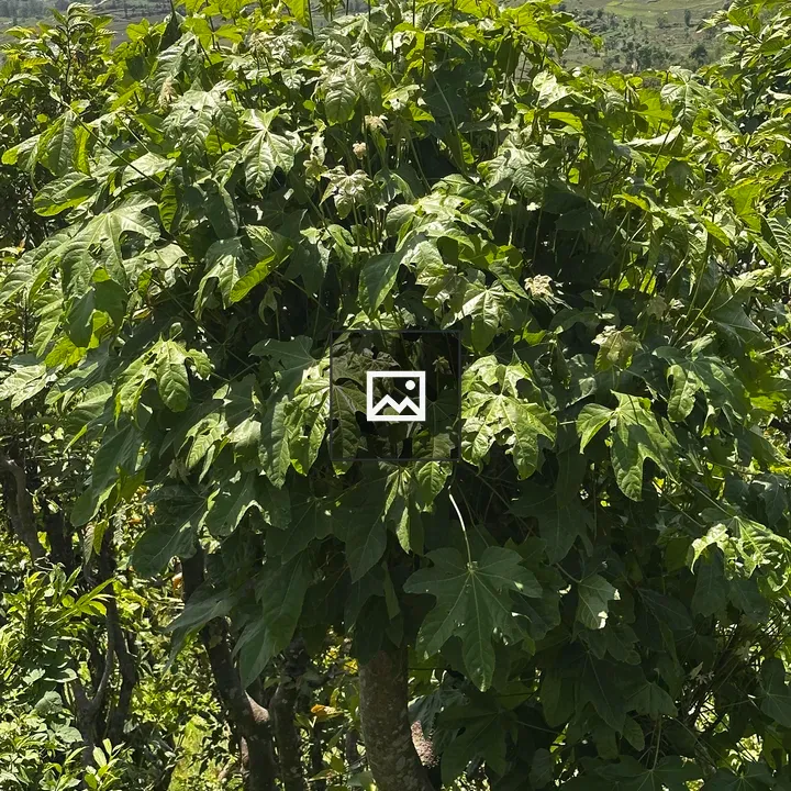 Lush green leafy tree