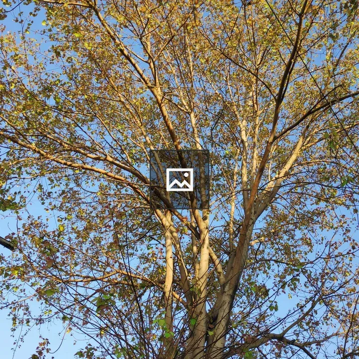 Pimple Tree with New Leaves