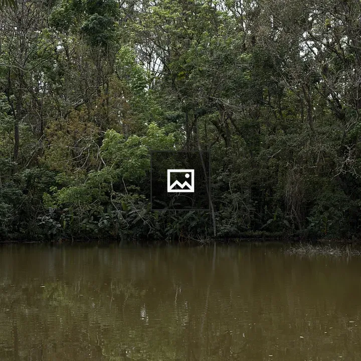 Tropical lakeside forest scene