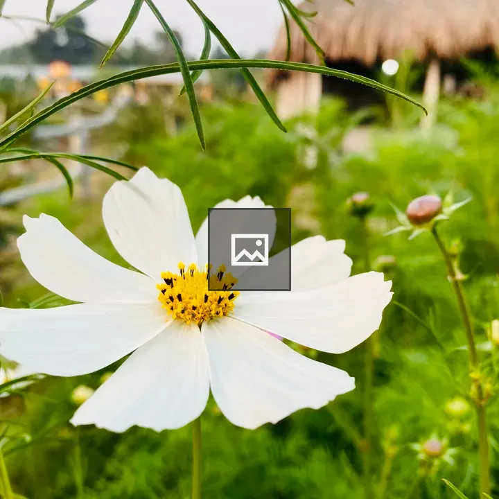 White Cosmos Blossom Close-Up