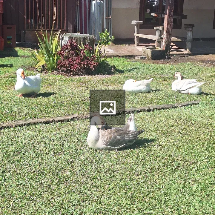 Group of Ducks by Rustic Building