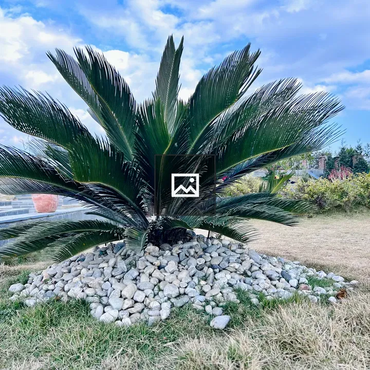 Cycas Palm in Park