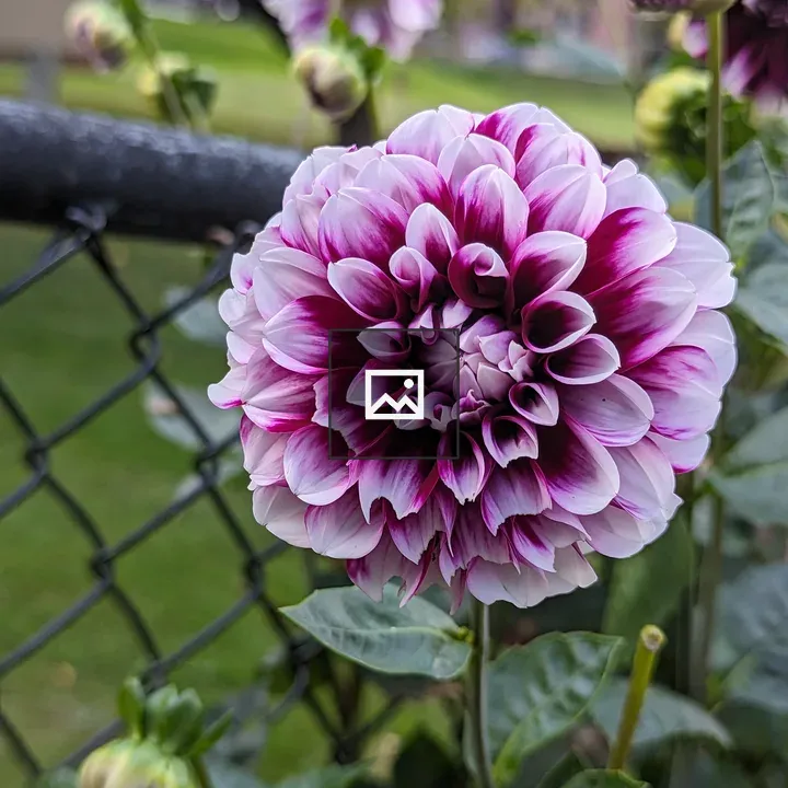 Purple and white flower in front of a fence