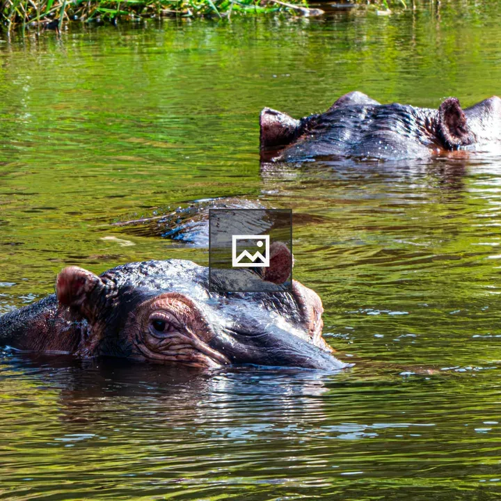 Three hippos in green river