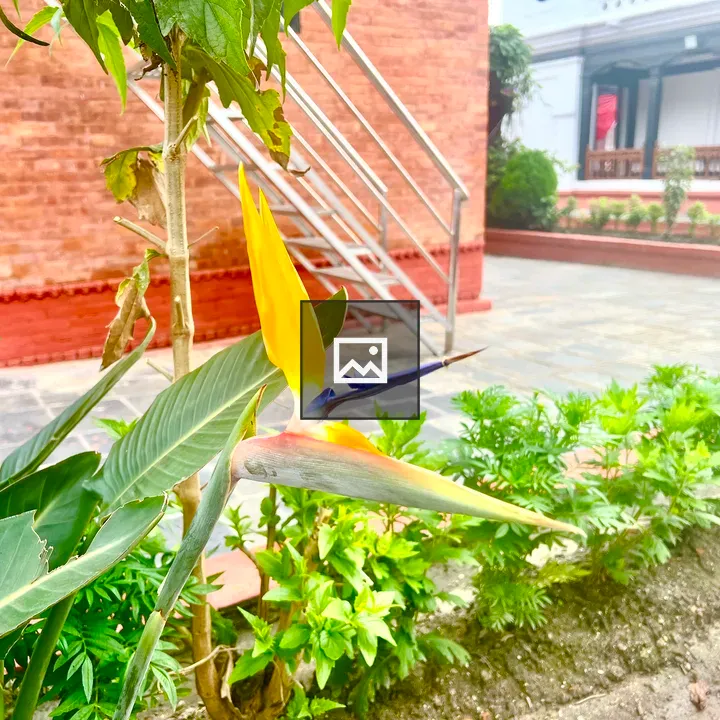 Bird of Paradise flower