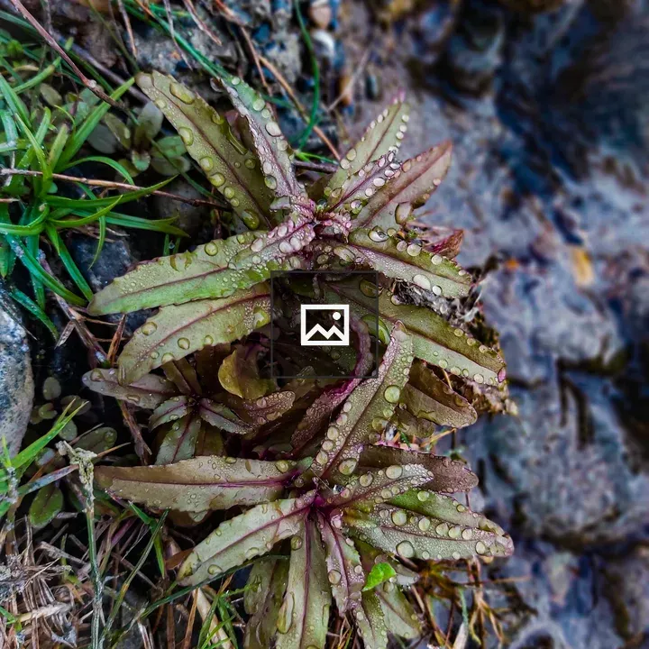 Green and Purple Leaf Plant