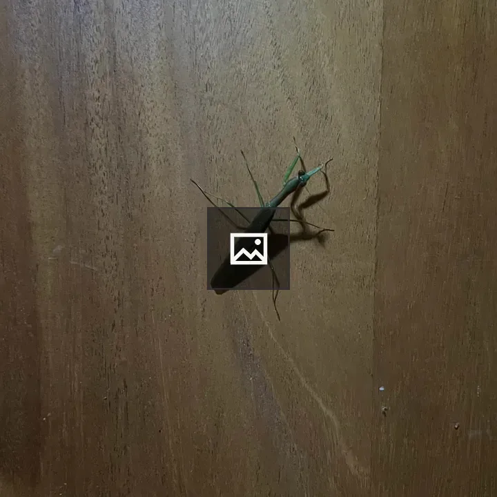 Praying Mantis on a Wooden Door