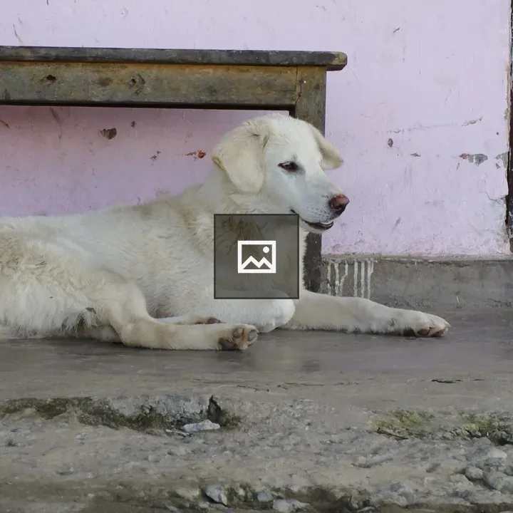 White dog resting by wooden table