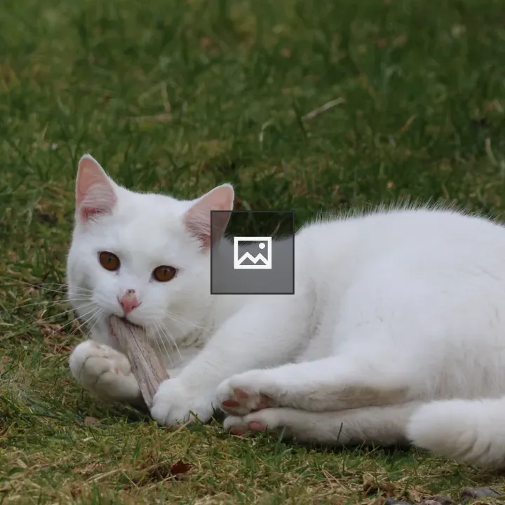 Cat Playing with Stick on Grass