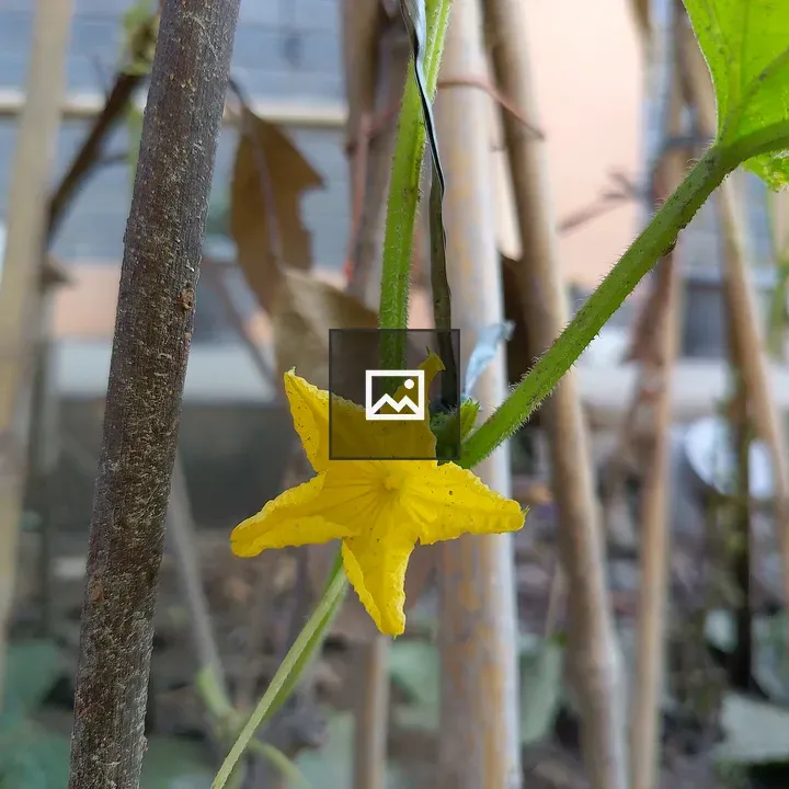 Small yellow flower on vine