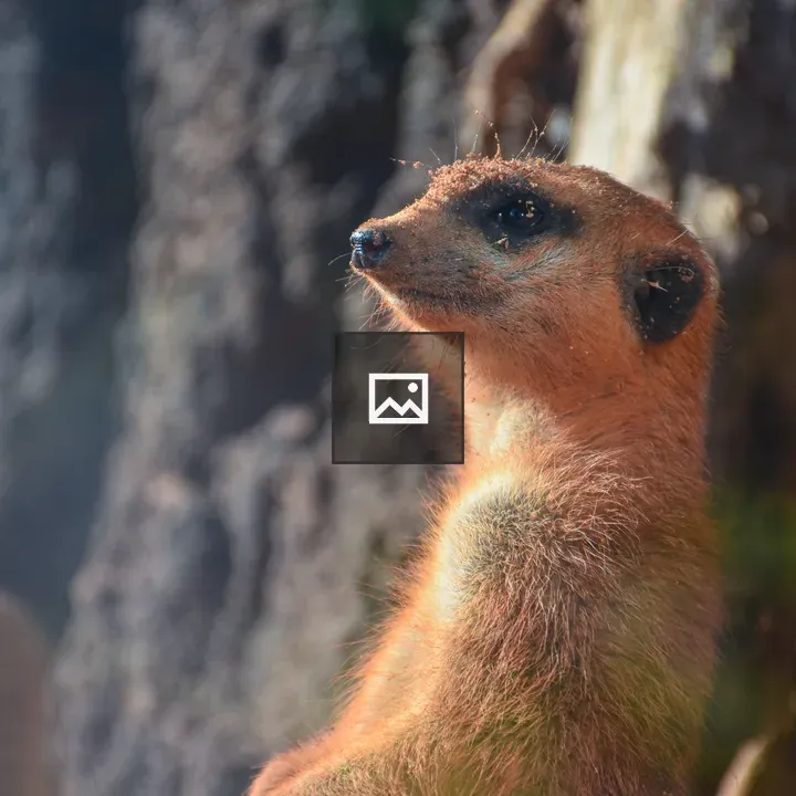 Meerkat watching for predators