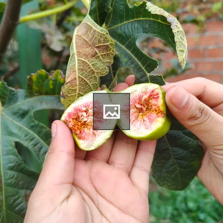 Opened fig with pink interior