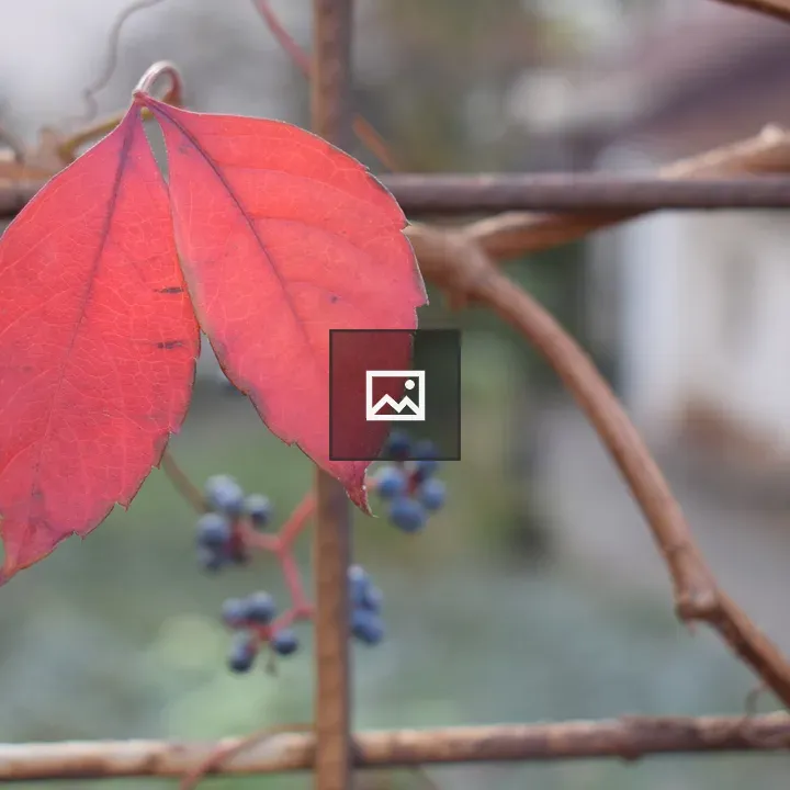 Two red leaves