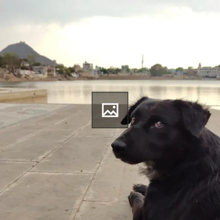 Black Dog on Concrete by Water