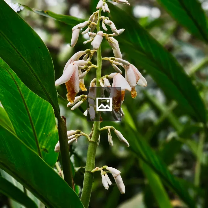 Soft white ginger flowers