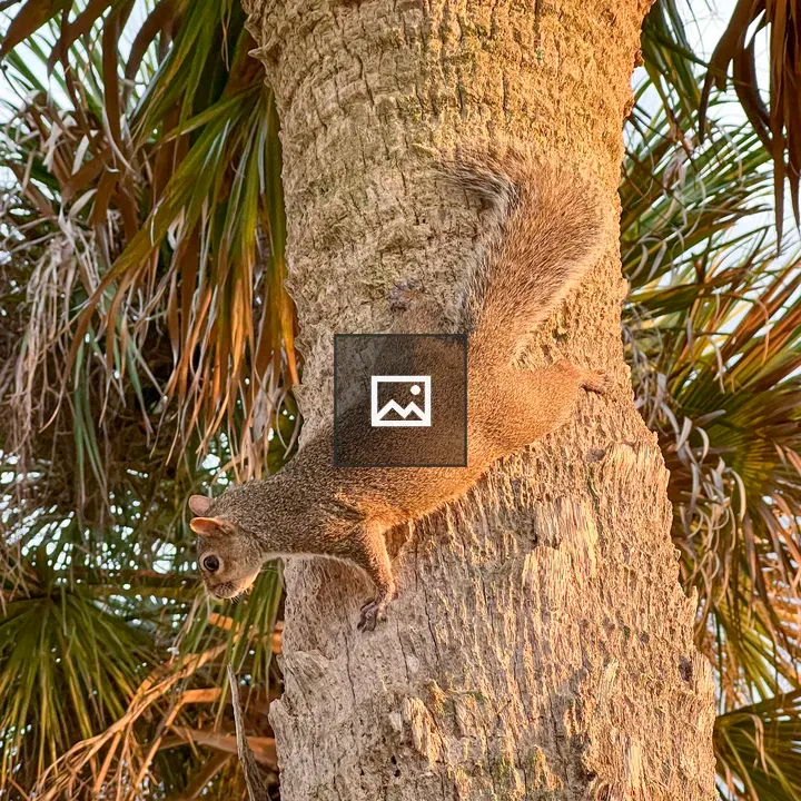 Squirrel on a palm tree