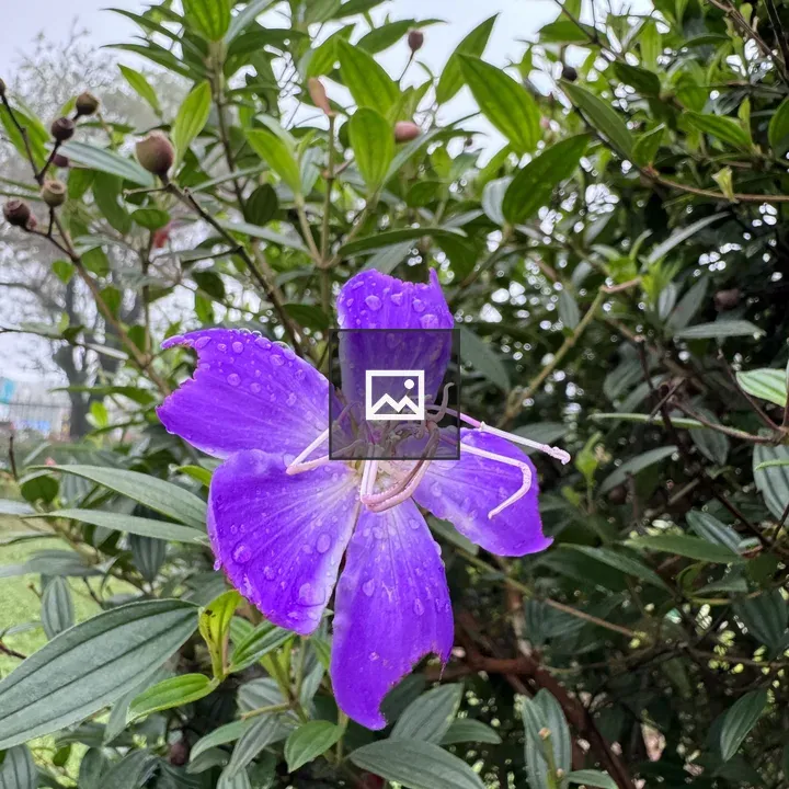 Purple flower with raindrops
