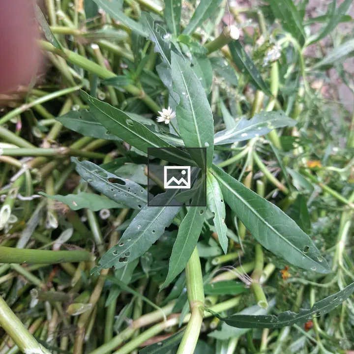 Green Leaves with Holes