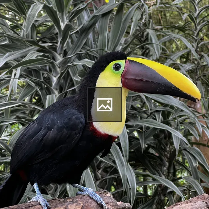 Toucan on Wooden Branch