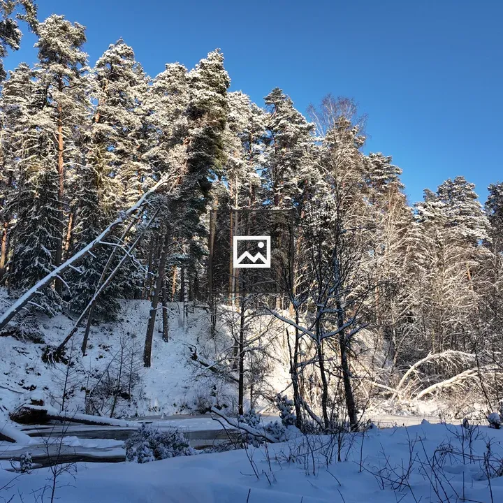 Latvia Forest in Winter