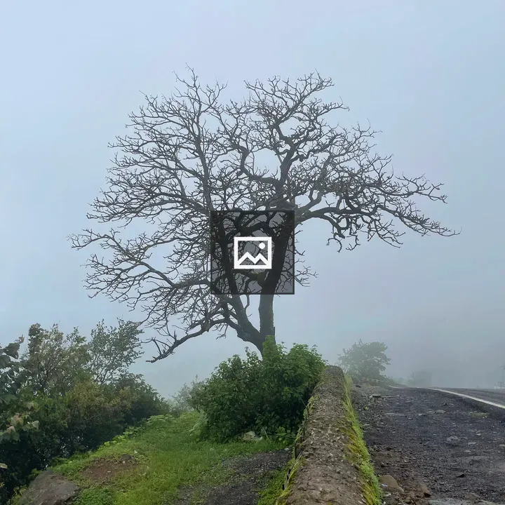 Lonely tree in the clouds