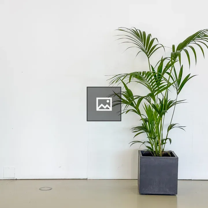 Tall green potted plant