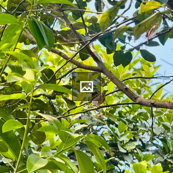 Brown bird on branch in trees