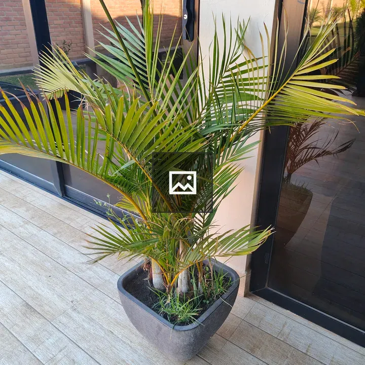 Potted palm by modern architecture