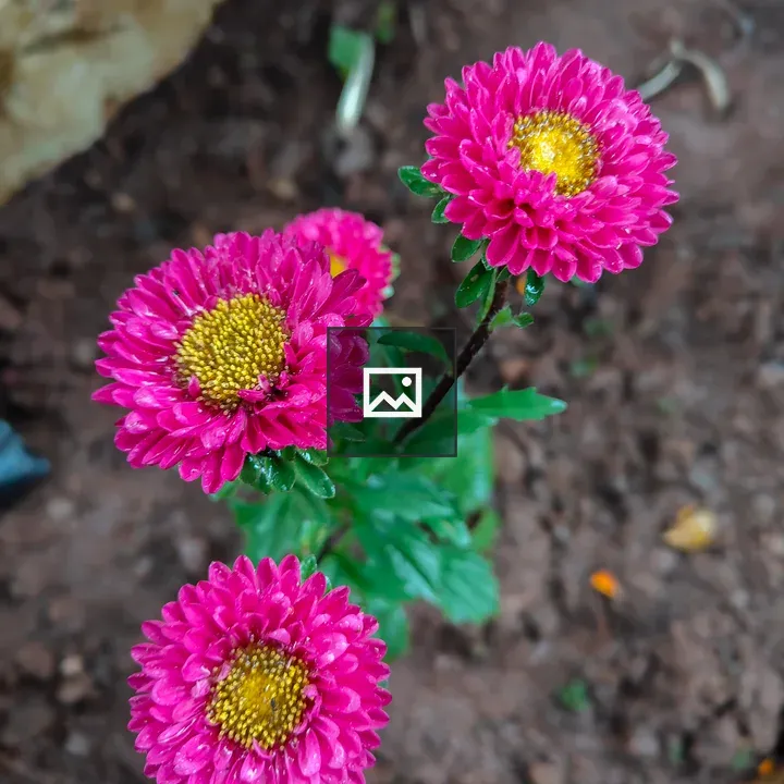 Three pink flowers close-up