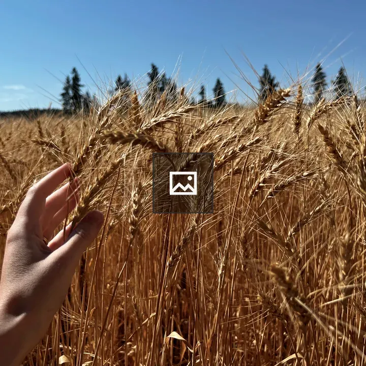 Hand Harvesting Wheat in Field
