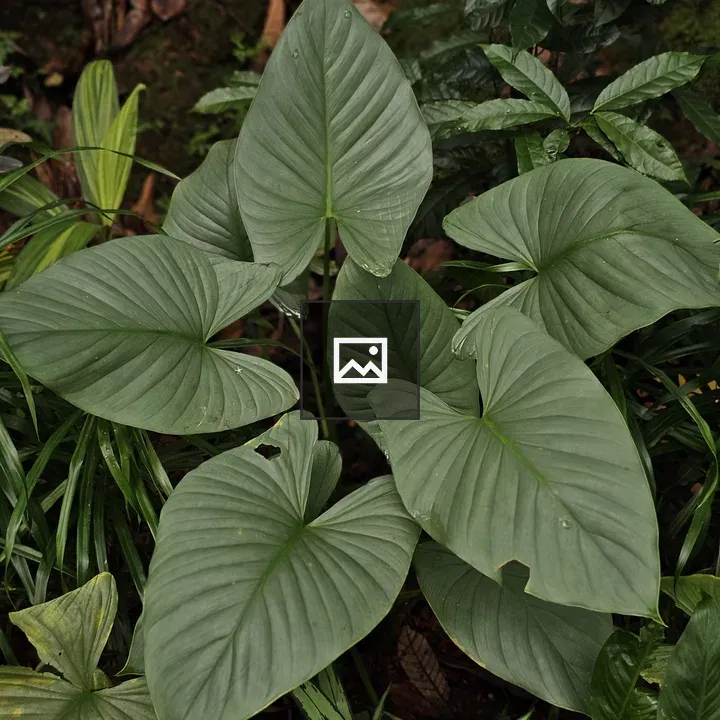 Heart-shaped green leaves in shade