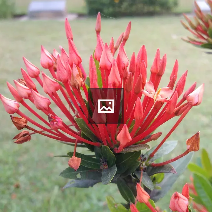 Red ixora flower buds