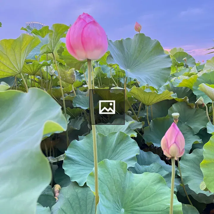 Two pink lotus buds